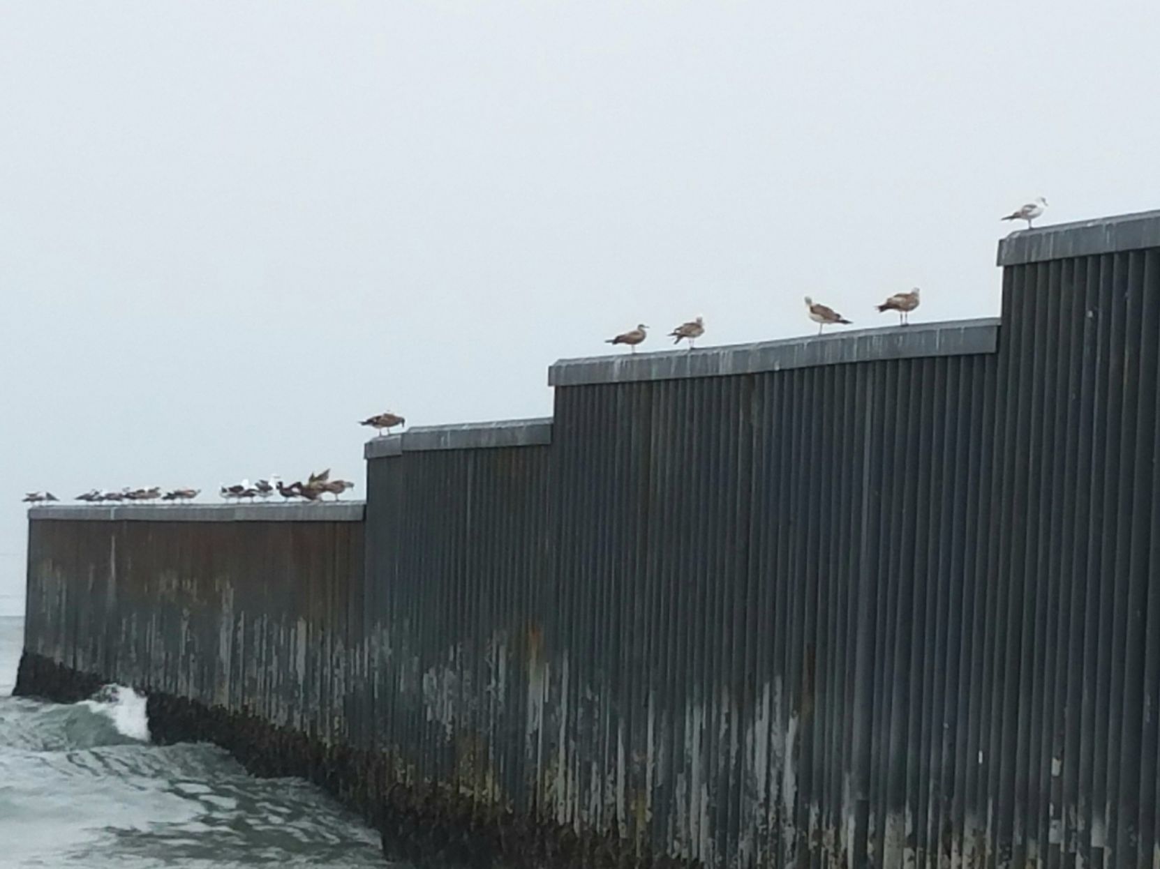 Birds on the border fence